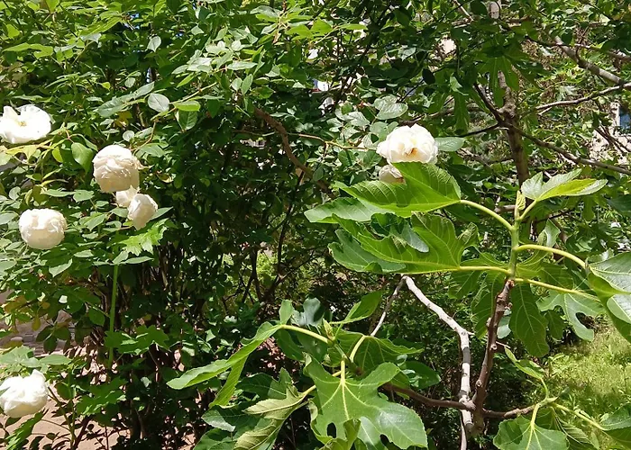 Orhideya Appartement Sunny Beach