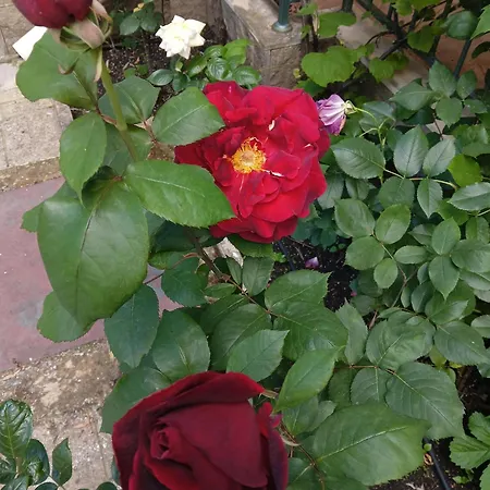 Διαμέρισμα Orhideya *