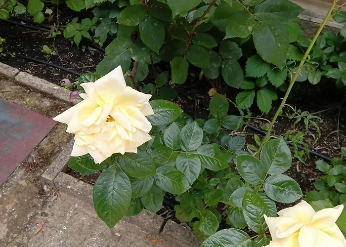 Orhideya Apartamento *