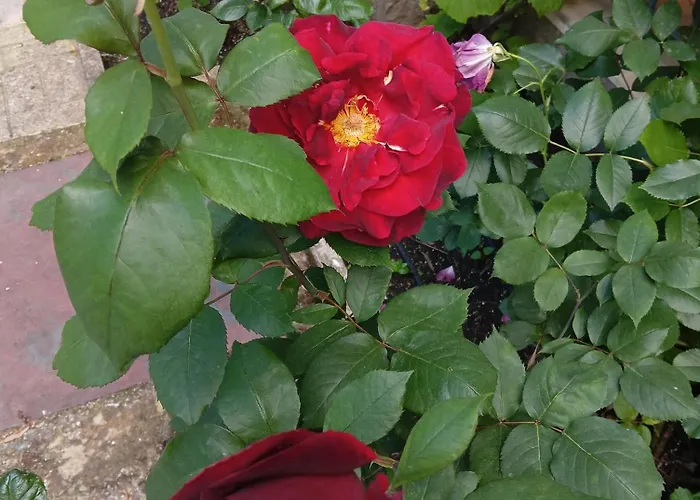 Apartamento Orhideya *