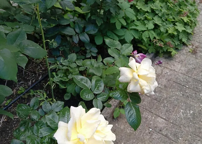 Orhideya * Sunny Beach